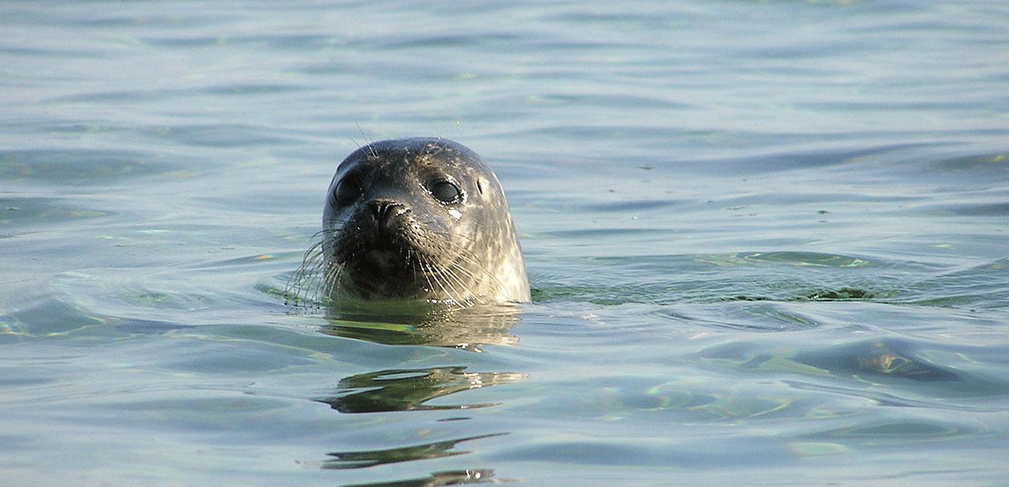 Sæl Læsø