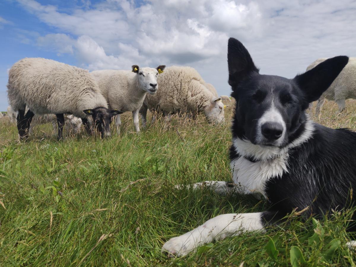 Fårehyrden på Læsø