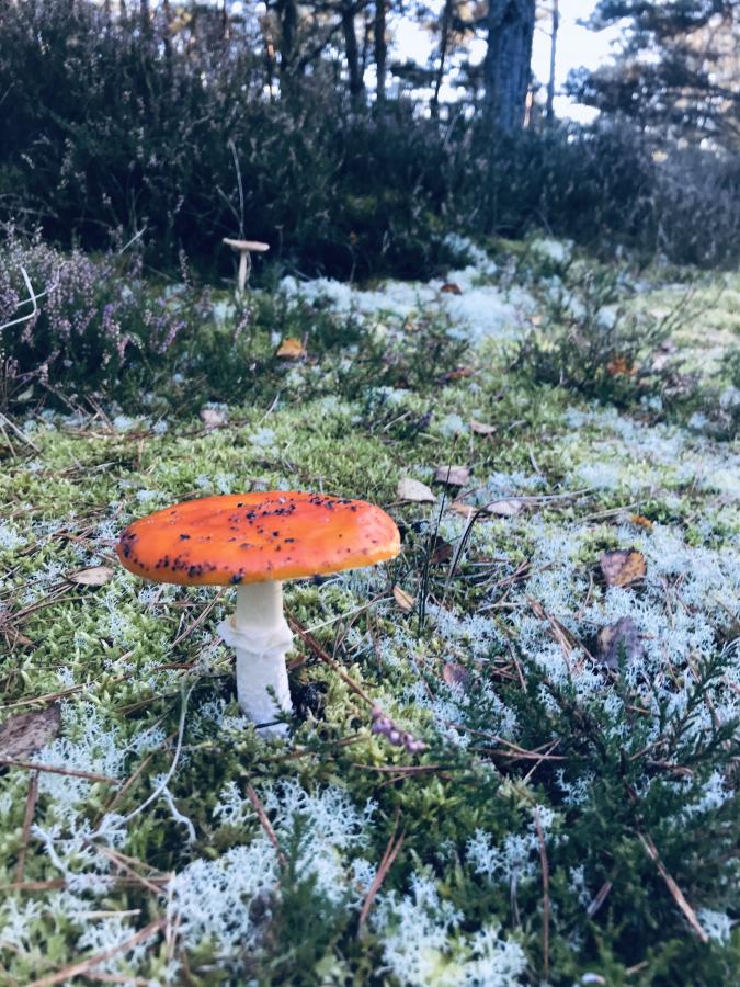 Svamp i Klitplantagen