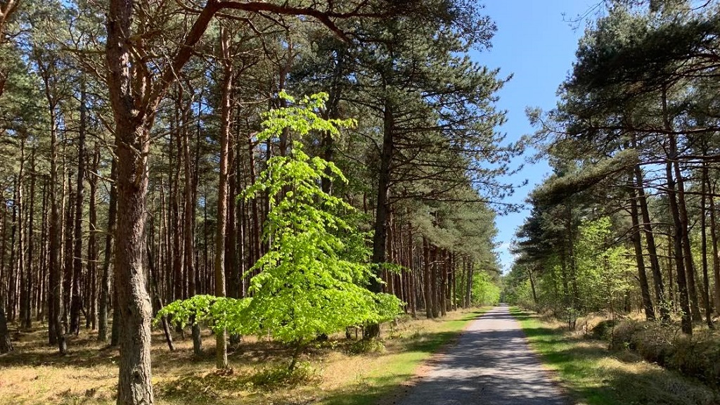 Himmerigvejen ved Hvide Bakker