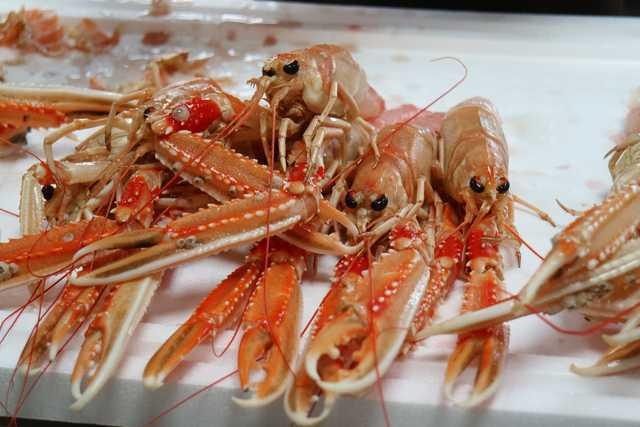 Læsø er jomfruhummerens hjemmebane