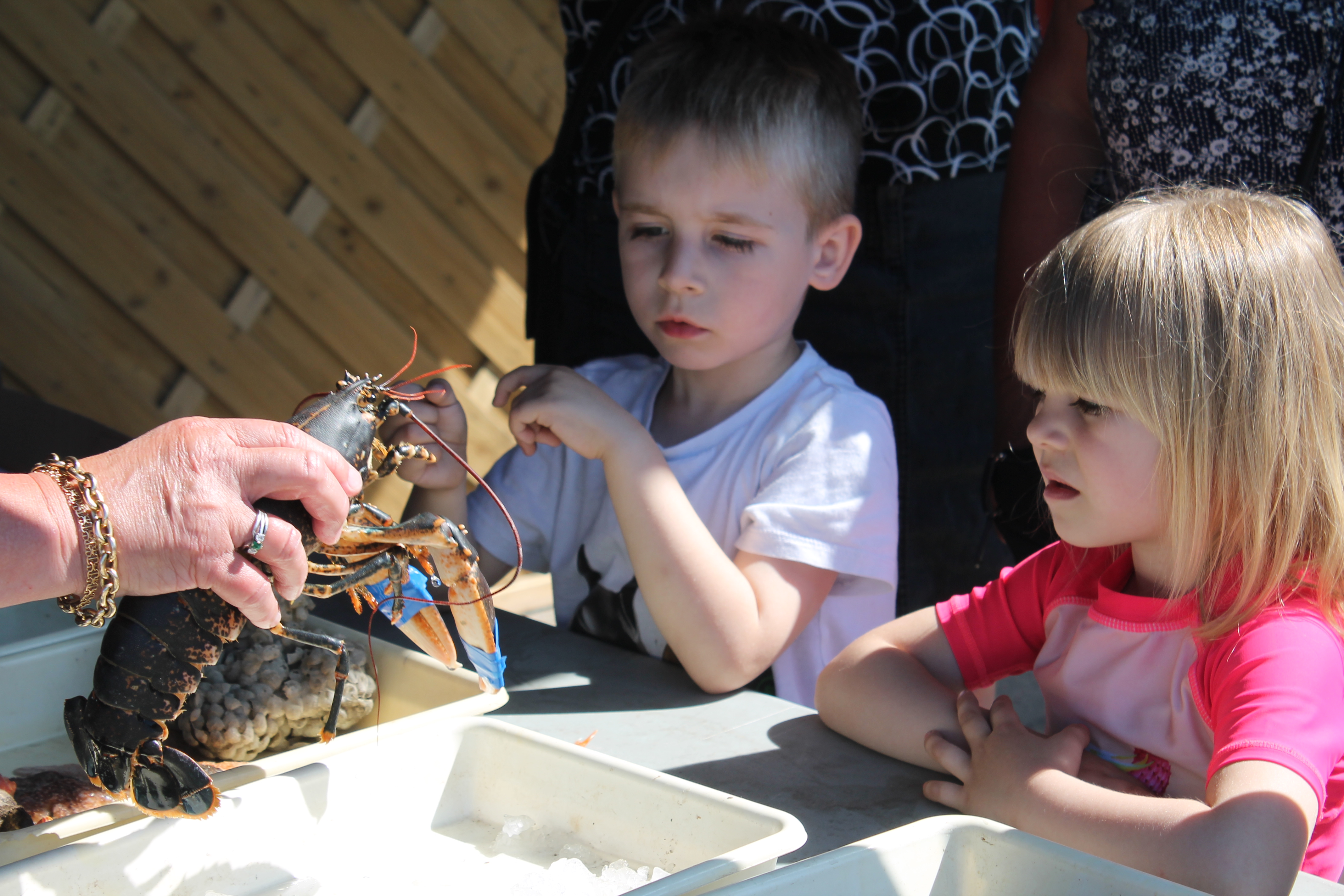 Havets Dag - børn med sorthummer