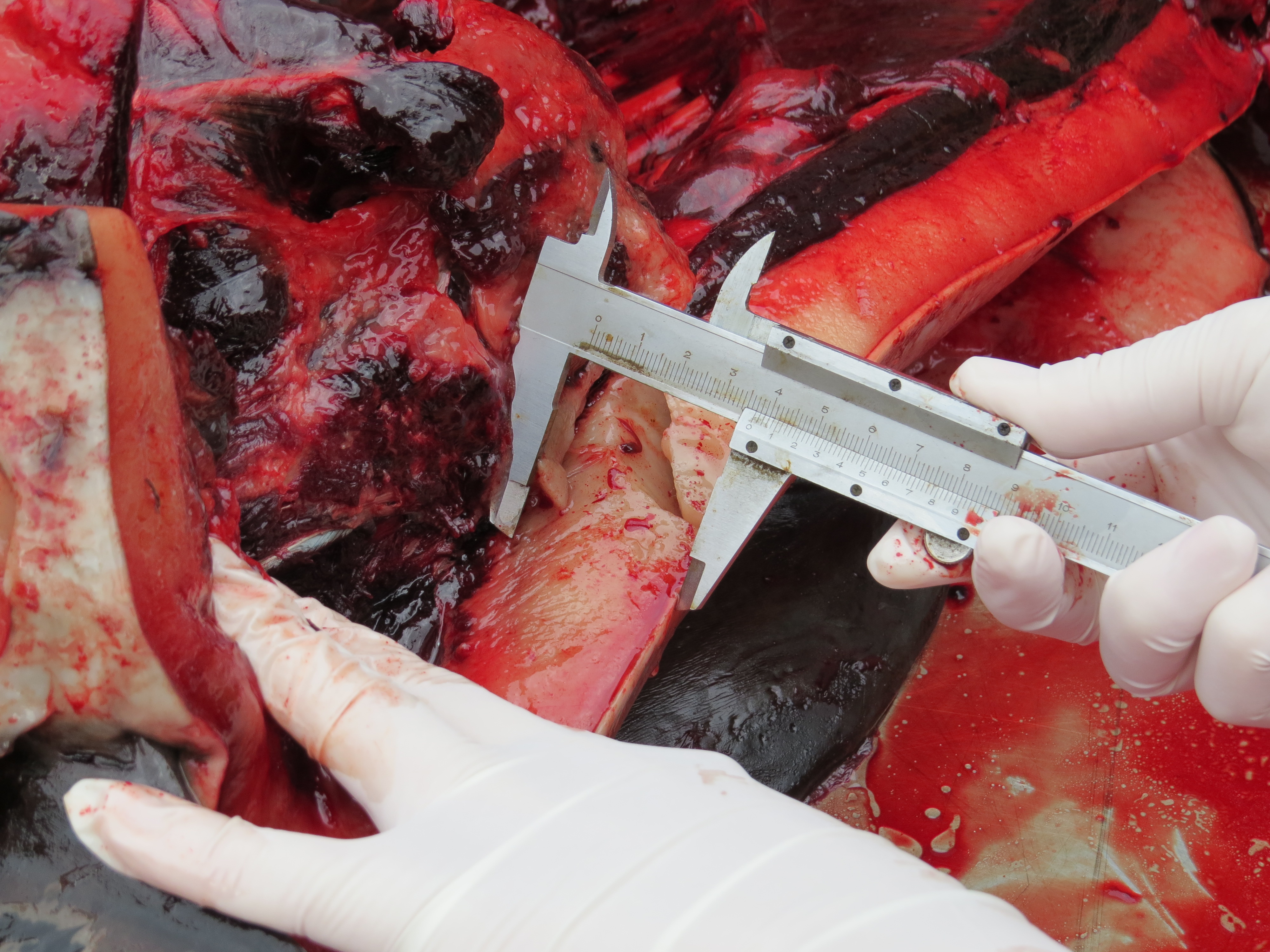 Havets Dag - marsvin dissektion