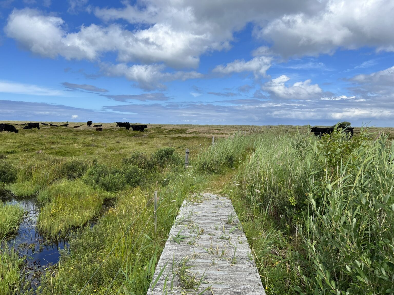 Danish Hiking på Læsø, Holtemmen