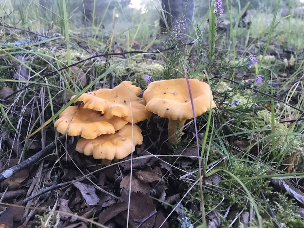 Kantareller Læsø svampe