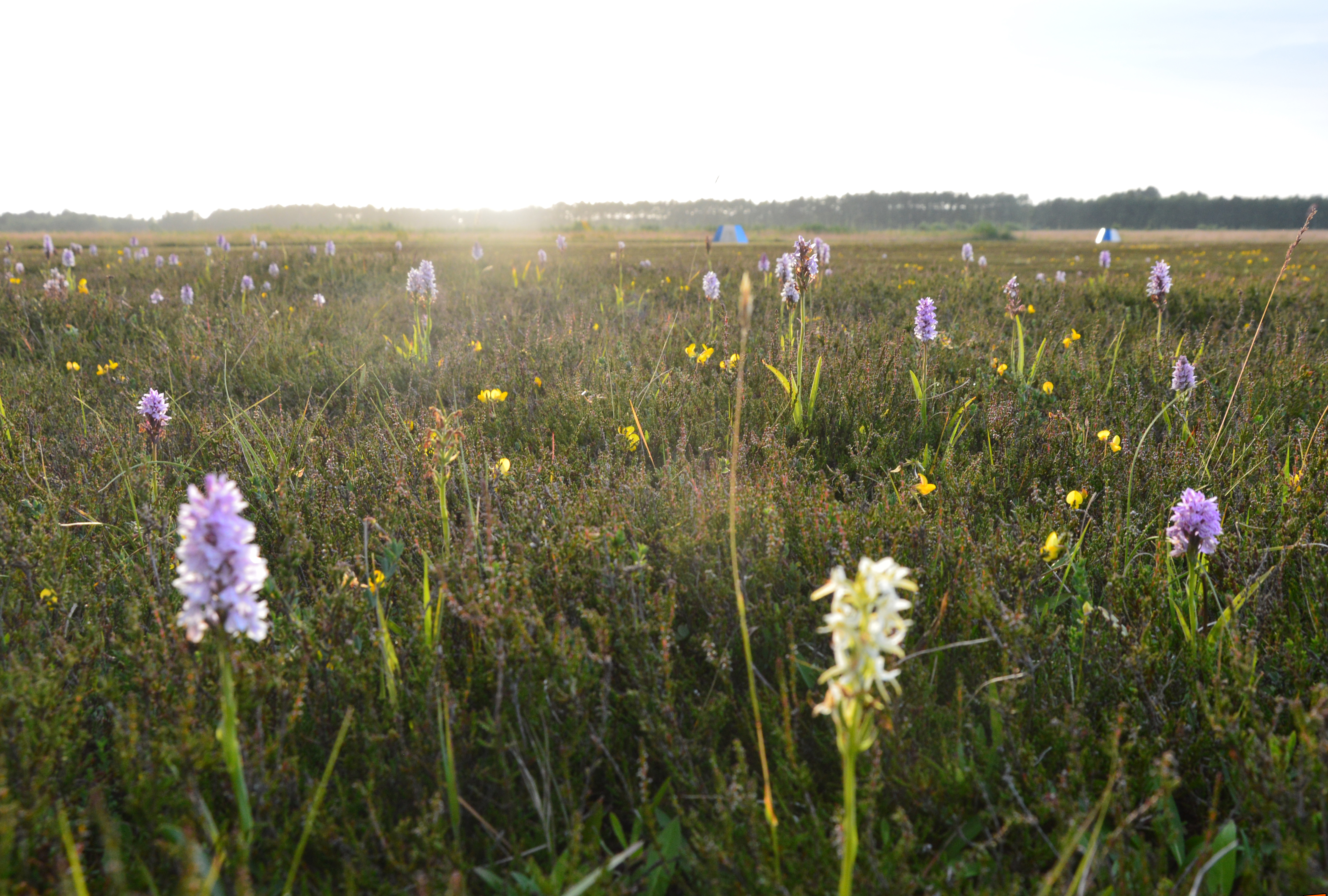 Orkideer Læsø Folmer Hjort Kristensen