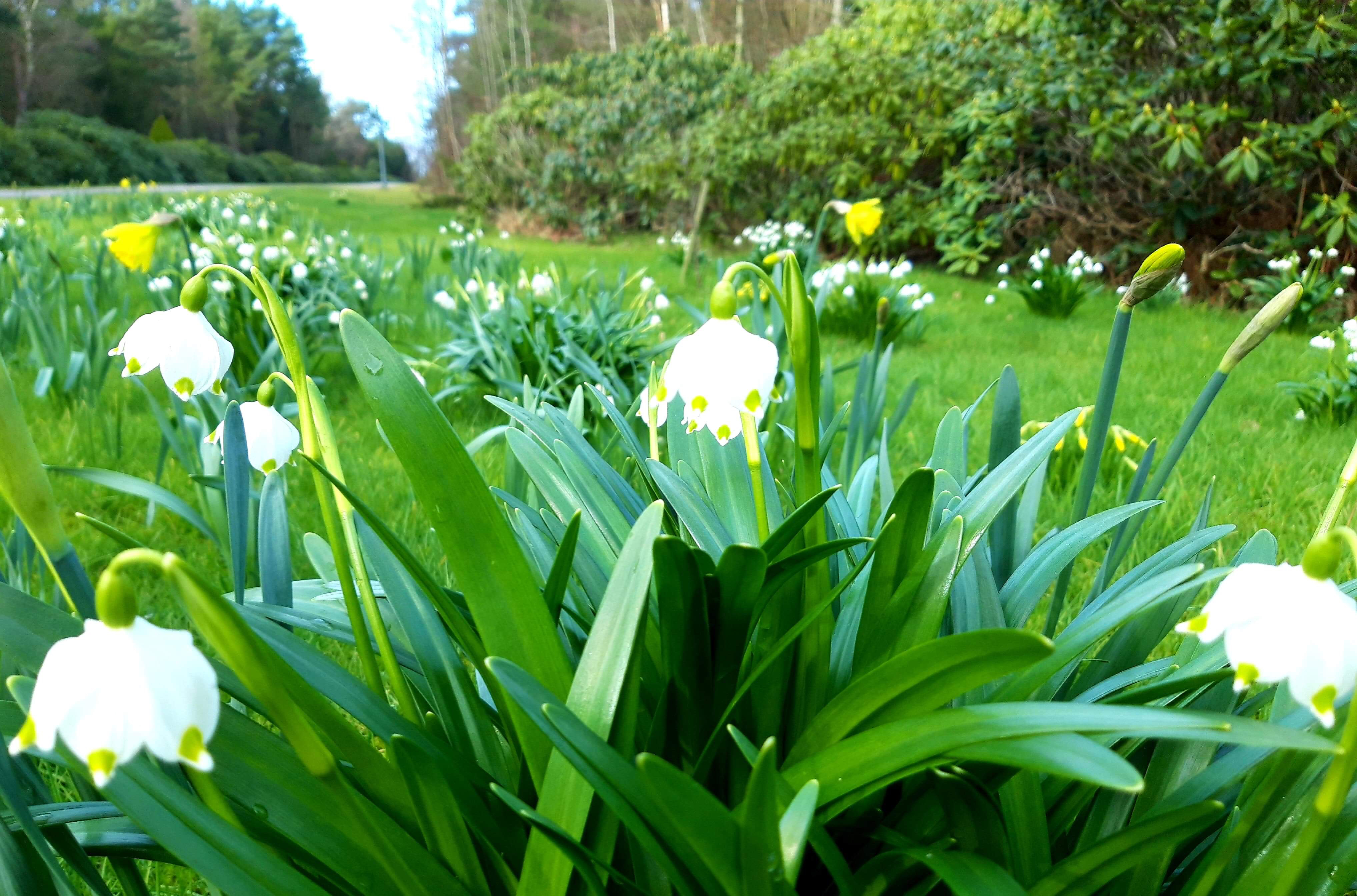 Forårsblomster - forår
