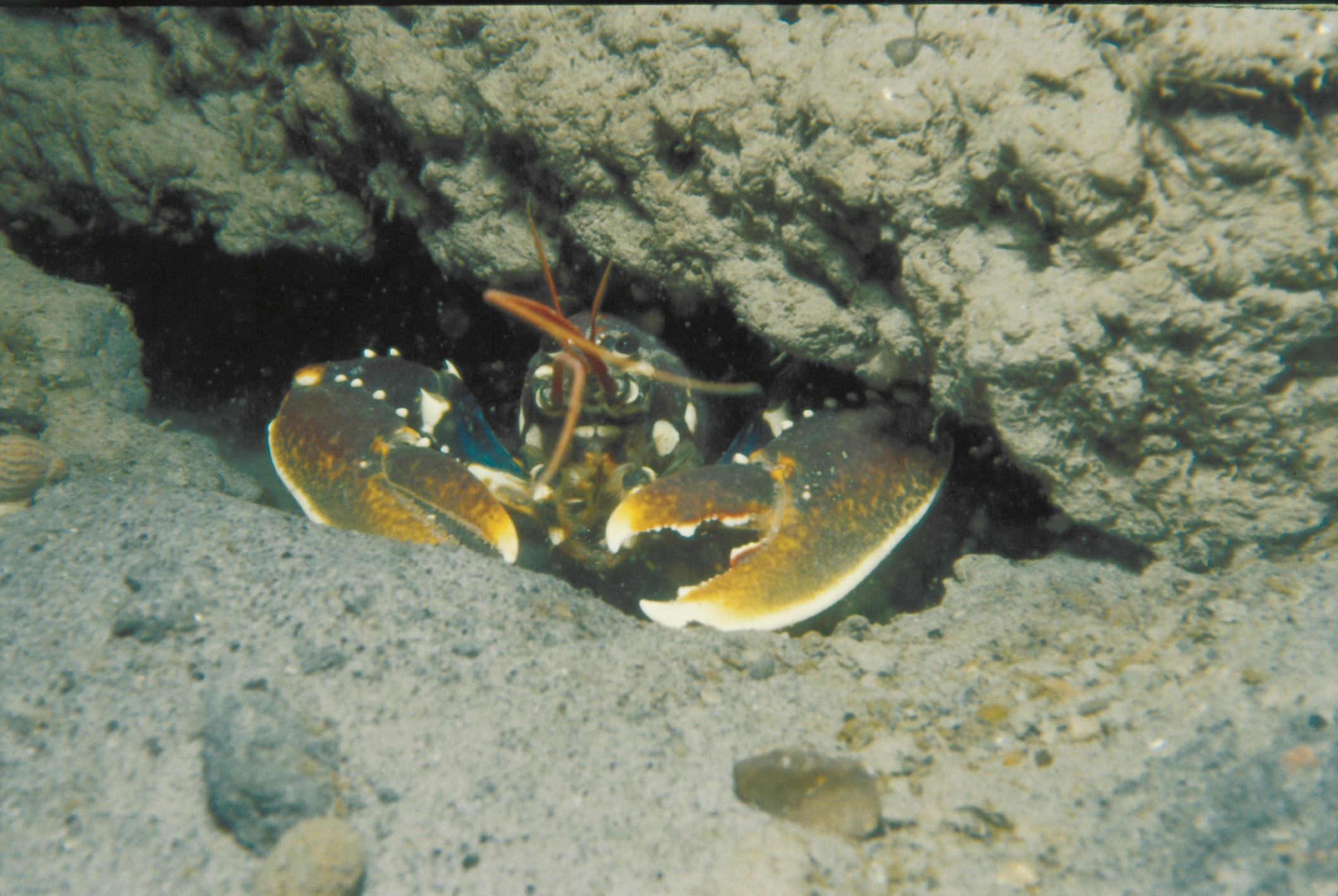 Hummer - dykning ved Læsø