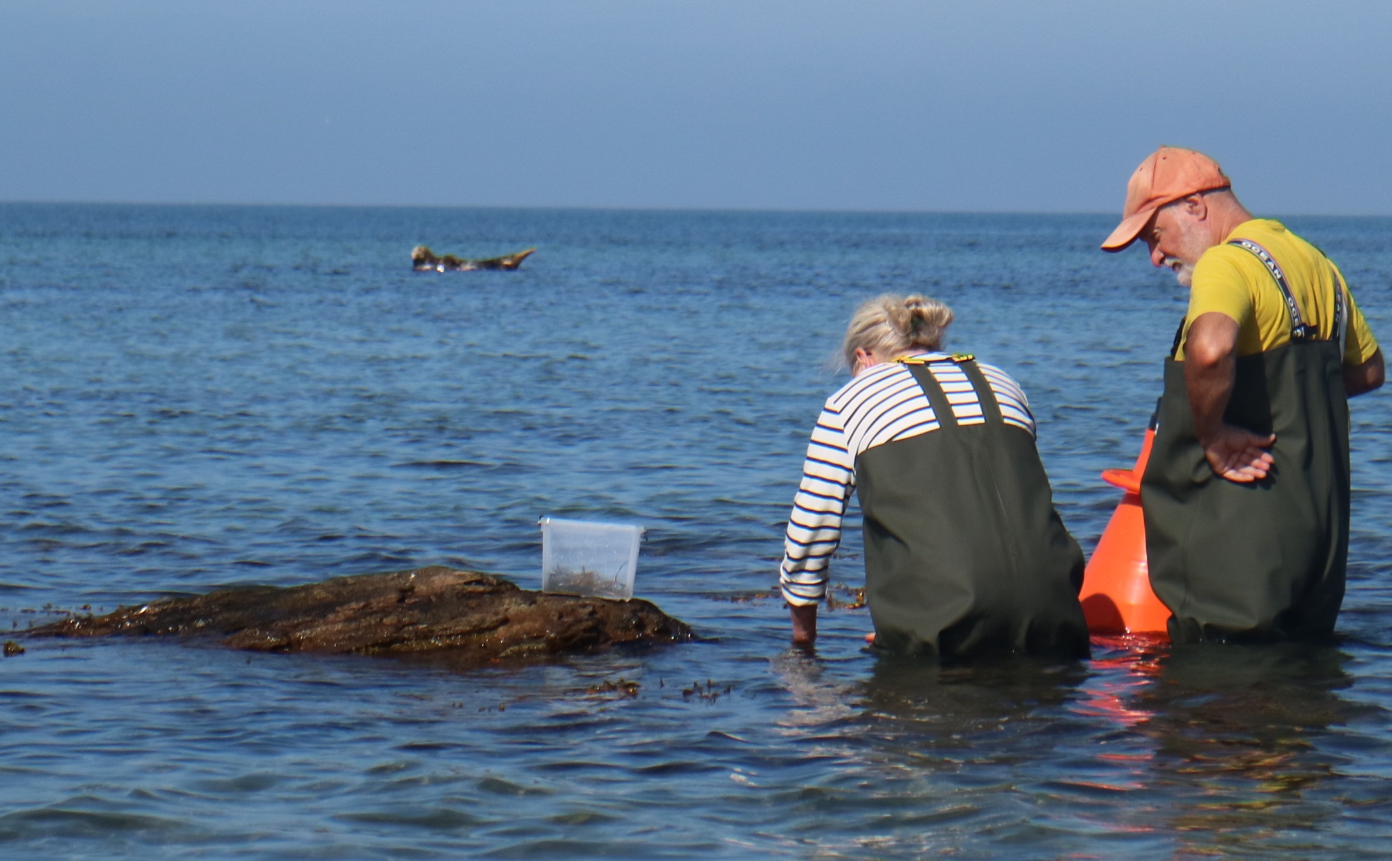 Læsø Tang, Hubert, Le Monde, Rie Toftelund