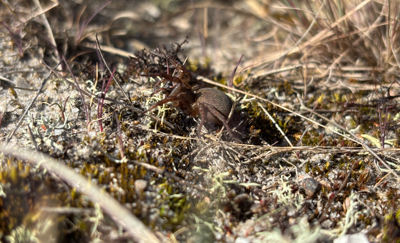 Krible krable ved Skovhytten